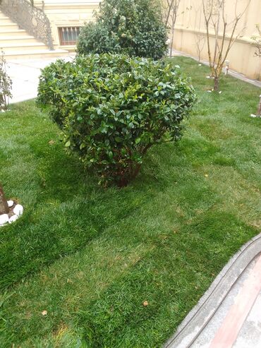 Torf: Torf kakabit peyin qara torpaq satışı 150 ədədən çox alana -da lalafo.az — 14 Torf: Torf kakabit peyin qara torpaq satışı 150 ədədən çox alana — 14