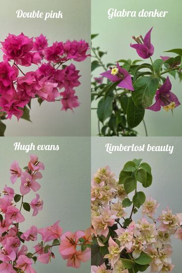 цветы комнатные оптом: Укоренённые черенки Бугенвиллии (молодые растения) в продаже. Цены