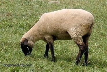 Пастухи: Требуется Пастух, Оплата Сдельная, Обучение