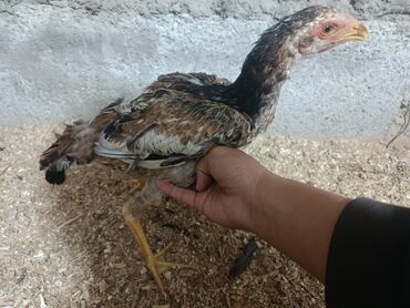 сколько стоит 1 кг домашних пельменей: Куры дакан 3 штуки