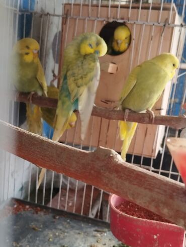 Tutuquşları: 13 ededdir aktiv balalardir deneyle 9 manat hamsini alana 8 manatdan — 7