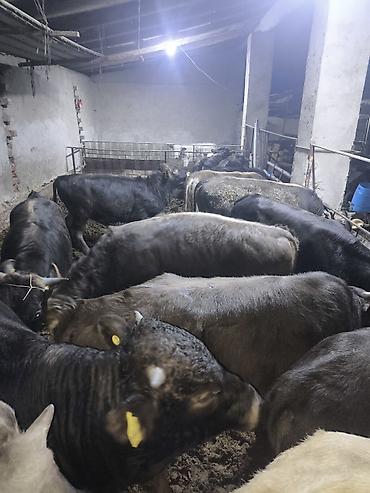 Коровы, быки: Продаю | Бык (самец) — 9