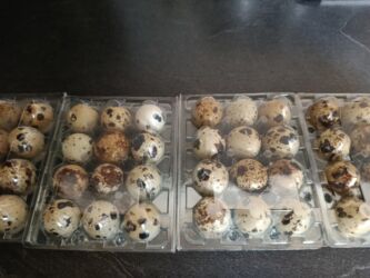 перепелинные яйца: Яйца перепелиные яйца Перепелиные яйца в прозрачных пластиковых at lalafo.kg перепелинные яйца: Яйца перепелиные яйца Перепелиные яйца в прозрачных пластиковых