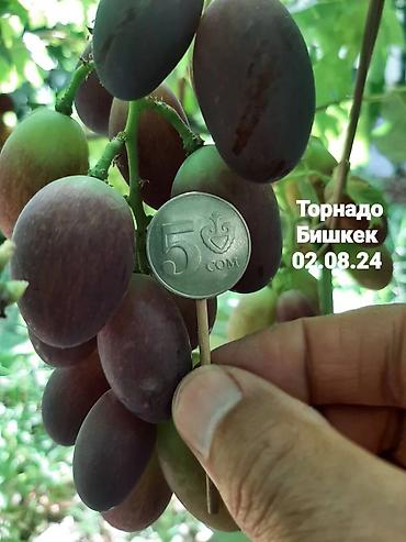 Виноград: НОВИНКИ СЕЛЕКЦИИ ВИНОГРАДА ПРЕМИАЛЬНОГО УРОВНЯ ! ДОМАШНИЙ СЛАДКИЙ — 3