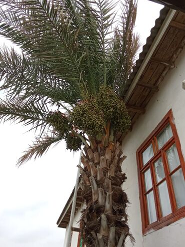 Digər bitkilər: İran Xurmasi