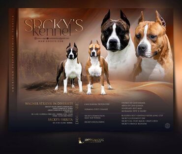 zenski skafander: American Staffordshire terrier Srcky's kennel FCI 3759 oglasava