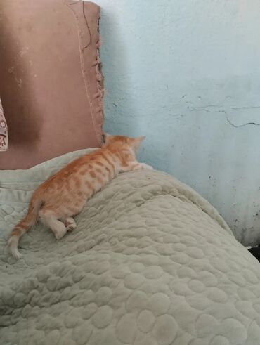 бархатные котята: Беспородная, 2 месяца, Девочка, Рыжий, Приучена к лотку