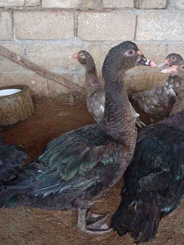 Digər heyvanlar: Salam şəkildə gördüyüvüz heyvanlar satılır 5 dənədi 2 erkək 3 dişidi — 5