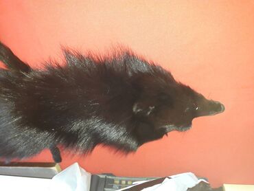 Krzneni kaputi: One size, Polarna lisica, bоја - Crna na lalafo.rs — 8 Krzneni kaputi: One size, Polarna lisica, bоја - Crna — 8