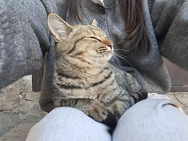 Отдам даром кошку: Кошка даром: Беспородная, 4 месяца, Мальчик — 3