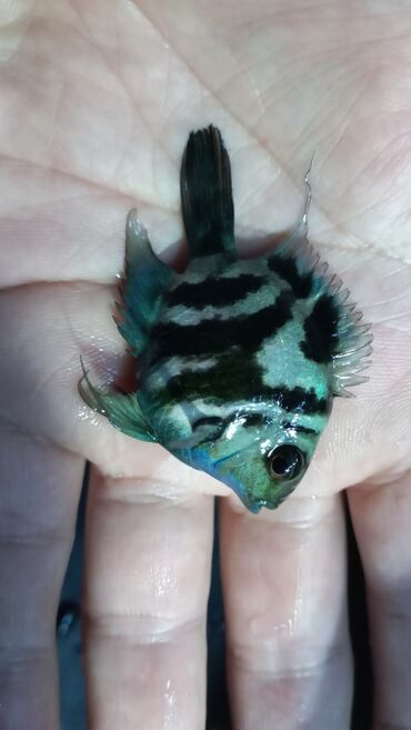 Balıqlar: Sülhsevər, Ünvandan götürmə, Ödənişli çatdırılma -da lalafo.az — 3 Balıqlar: Sülhsevər, Ünvandan götürmə, Ödənişli çatdırılma — 3