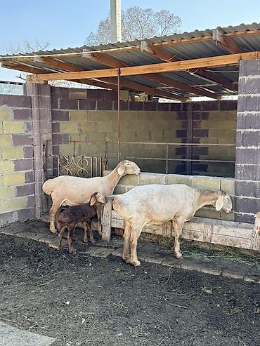 Баран, овца: Продаю | Овца (самка) | Арашан | Для разведения | Матка — 2