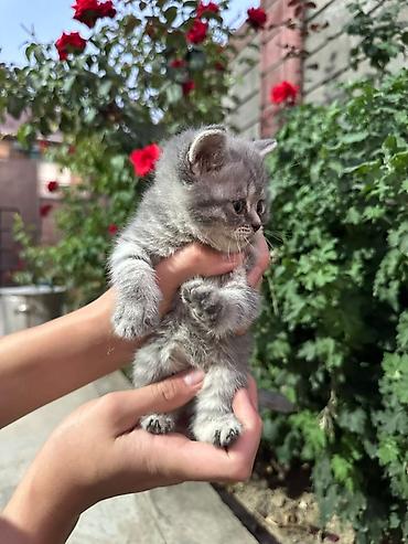 сиамский вислоухий кот цена: Шотландский котёнок, окраса голубой табби. Особенности: - Плюшевая — 2