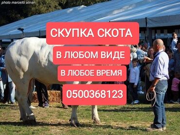 сколько стоит корова в кыргызстане 2023: Куплю | Коровы, быки, Лошади, кони | Круглосуточно, Любое состояние, Забитый