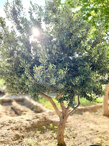 Ağaclar: Zeytun ağacları.Hər ölçüdə var. Əlaqə nömrəsi: +994503788715 -da lalafo.az — 4 Ağaclar: Zeytun ağacları.Hər ölçüdə var. Əlaqə nömrəsi: +994503788715 — 4