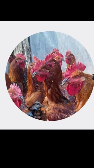 Heyvanlar üçün digər mallar: Quşlar bir birlərinə xəsarət verməsinin qarşısını alır cox goturen — 11