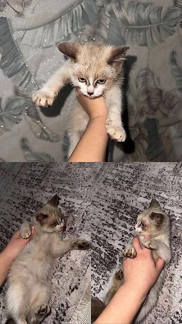 портативный узи аппарат для животных: 3 месяца, Девочка — 1