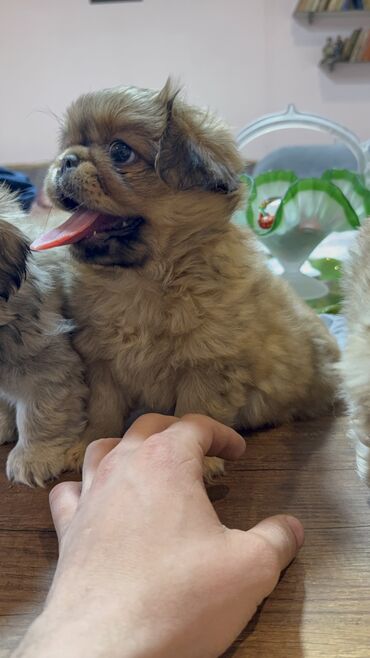 İtlər: Pekines, 1 ay, Erkek, Peyvəndli, Pulsuz çatdırılma