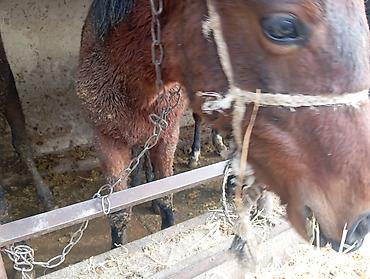 Лошади, кони: Продаю | Жеребец | Для разведения — 5