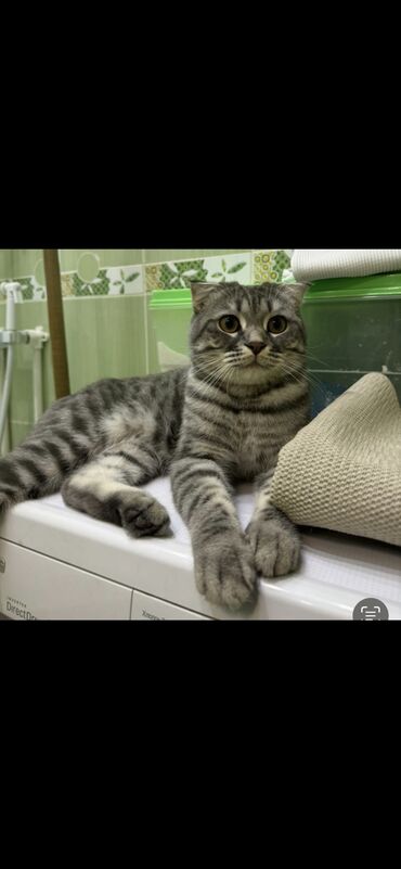 британец кот: В связи с переездом продаем в добрые руки любимого котика, породистый