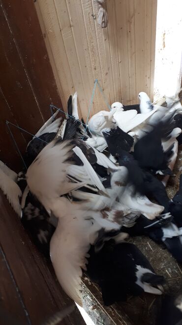 Göyərçinlər: Məhsul: Ev göyərçinləri (bir neçə rəngdə və növdə) Təsvir: - — 9