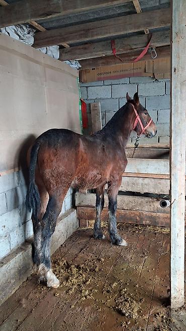 Лошади, кони: Продаю | Конь (самец), Жеребенок | Для разведения, Конный спорт at lalafo.kg — 6 Лошади, кони: Продаю | Конь (самец), Жеребенок | Для разведения, Конный спорт — 6