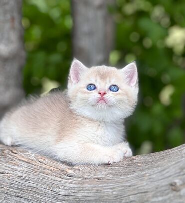 купить британского короткошерстного котенка: Котята ДОРОГО! Единственный в Кыргызстане на данный момент такого