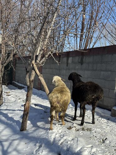 племенные кролики продажа: Продаю | Баран (самец) | На забой, Для разведения | Осеменитель, Племенные