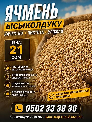 мучные черви: 🌾 АРПА САТЫЛАТ! 🌾 Сапаттуу, таза арпа сатылат. 📦 Көлөмү: 4тонна 💰 — 2