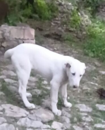 coban itlerinin satisi: Alabay, 4 ay, Dişi, Peyvəndli, Ödənişli çatdırılma