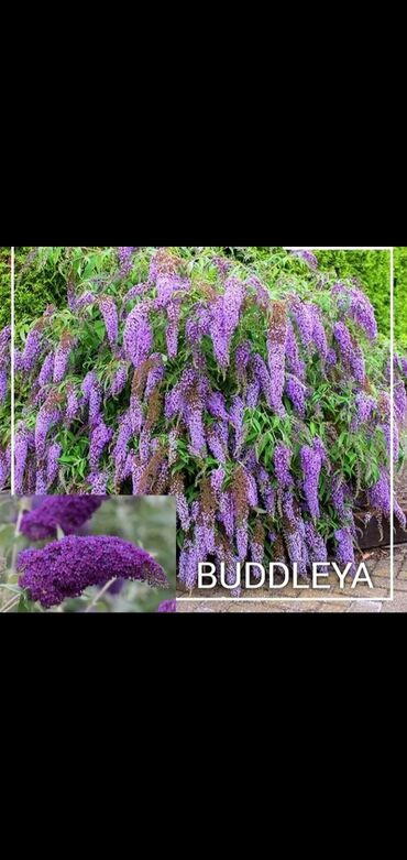 aloy gulu v Azərbaycan | ALOE: Budliyya gullu agacı satılır May ayının sonunda iyun ayının evveli gul