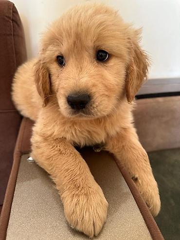 İtlər: Labrador-retriver, 1 ay, Erkek — 6