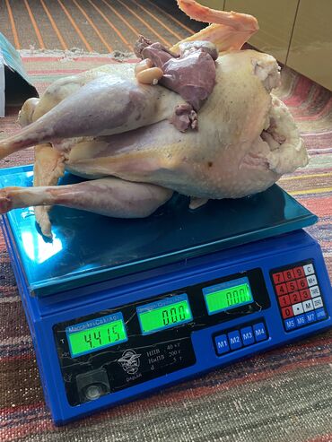 Hinduşkalar: Erkək, Ətlik, Ünvandan götürmə — 13