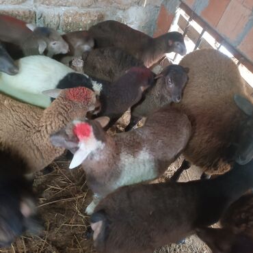 Quzu: Salam hervaxdız xeyir saxlamlıq quzularm cxdı satqa isdiyen elaqe — 2