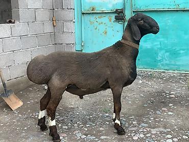 Баран, овца: Продаю | Баран (самец) | Арашан | Для разведения | Осеменитель — 3