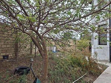 купить дом в баку: 4 комнаты, 200 м², Нет кредита, Свежий ремонт — 6