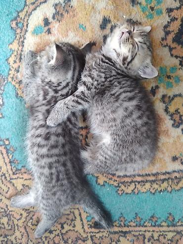 Продажа кошек: Шотландские котята. 1,5 месяца. 2 девочки, мальчик на брони — 9