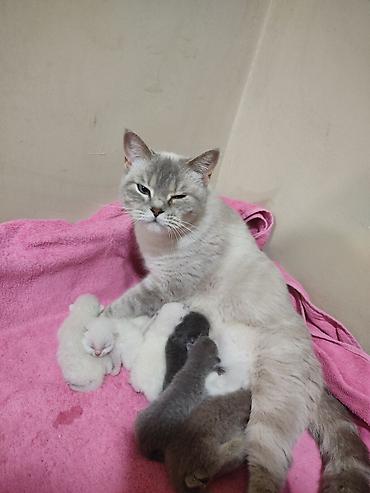 Pişiklər: Britan -da lalafo.az — 5 Pişiklər: Britan — 5