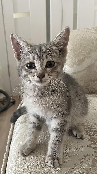 каракол животных: 3 месяца, Девочка, Серый, Приучена к лотку, Проглистована — 7