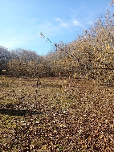 Torpaq sahələrinin satışı: Kənd təsərrüfatı — 14