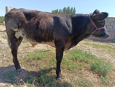 мини собака: Продаю | Бык (самец) | На откорм | Привязанные — 2