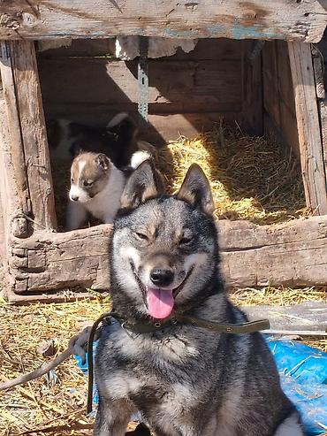 Продажа собак: Лайка, 1 месяц, Самец, С родословной — 8