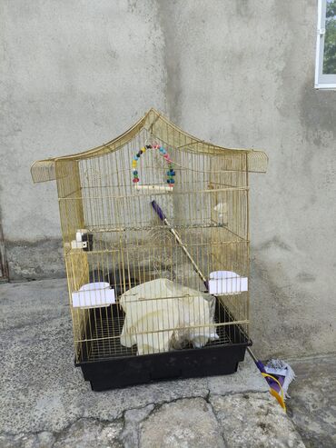 Tutuquşları: Korella tek tek erkey dişi Cüt Valnist qəfəs Valnist 15 Azn balasi — 9
