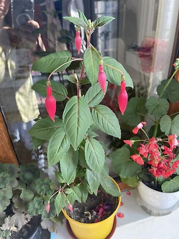 ucuz gul: Fuksiya (Fuchsia) saksı bitkisi - Növ: Dekorativ çiçəkli otaq/eyvan — 1
