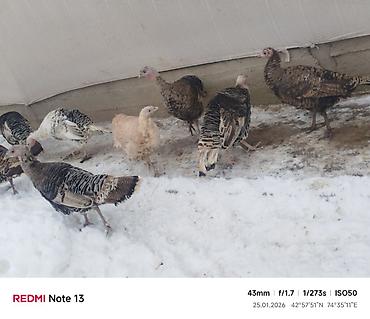 Индюки: Продаю | Индюк (самец) | Для разведения | Племенные — 2