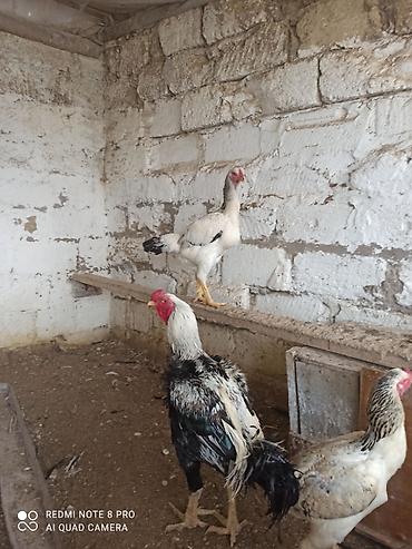 qaz bala: Toyuq, Damazlıq — 1