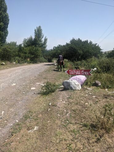 тур узбекистан: Сдаю ТАПЧАН в ущелье ала-арча,не доезжая шлагбаума,возле кафе "олив"