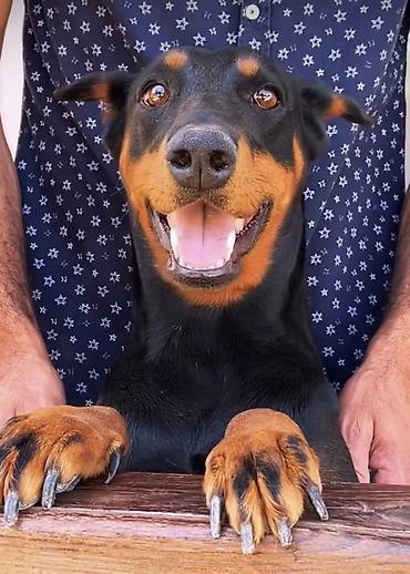 it labrador: Doberman — 1