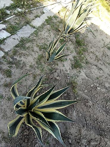 mal dili kaktus: Aqava (Agave) dekorativ sukulent kolları satılır . müxtəlif ölçülərdə — 3