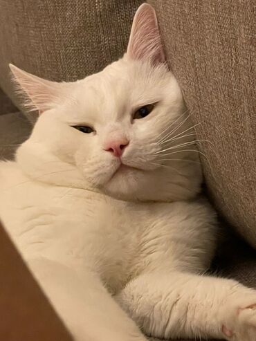 домашний кролик: Белоснежный домашний кот с короткой, плотной шерстью и нежно‑розовым